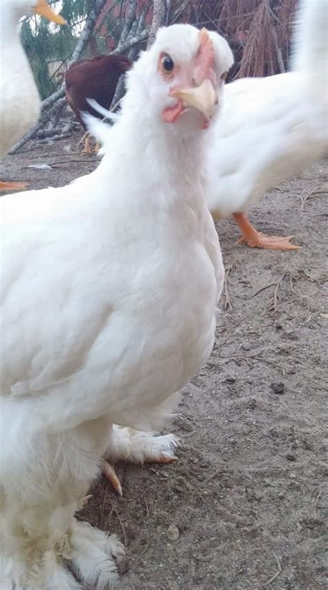White Cochin Bantams Chicks For Sale Cackle Hatchery®