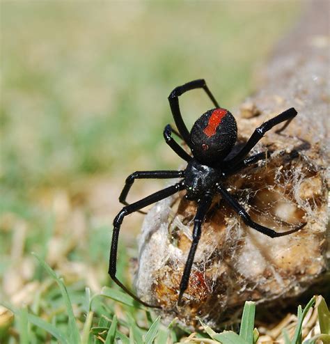 Most Dangerous Spiders In Va To Watch Out For Eagle Pest Services