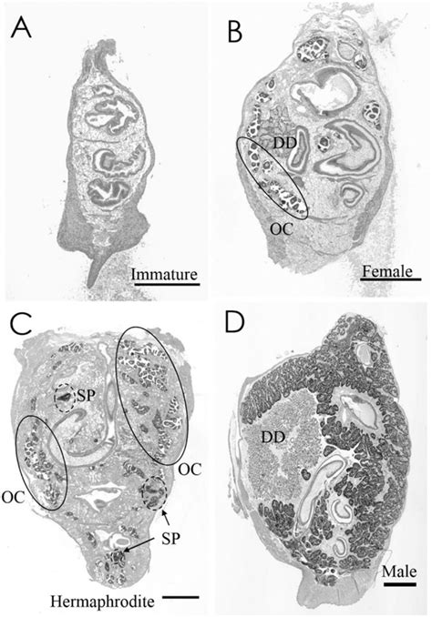 Coexistence Of Hermaphrodites And Males In Androgenetic Clam Corbicula