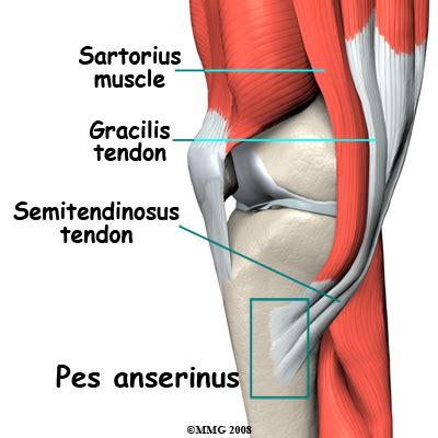 Physical Therapy In Manhattan For Knee Pes Anserine Bursitis
