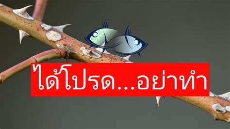 ราศีมีนถูกควบคุมด้วย ดาวสองดวง บางทีบางช่วงชีวิตของดาวเนปจูนจะเด่นกว่า เขาจะเงียบขรึมเก็บตัวแบบไอน์สไตน์ตอนเด็ก ๆ แต่. ราศีมีน-ได้โปรดอย่าทำ!! - YouTube