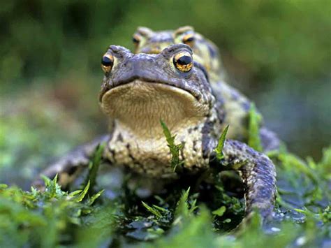 The Common Toad Mating Habits And Identification Saga