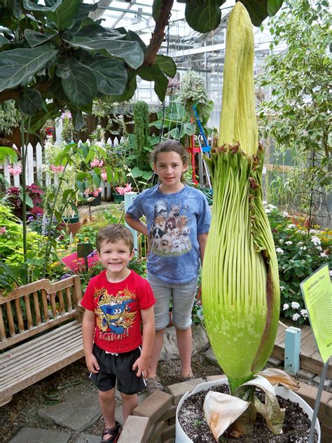Bromeliads bloom only one time in their lives, and afterward they produce pups, aka offsets, as well as seed. #FeedtheBirds 1: Rare Corpse Flower Blooms at Michigan ...