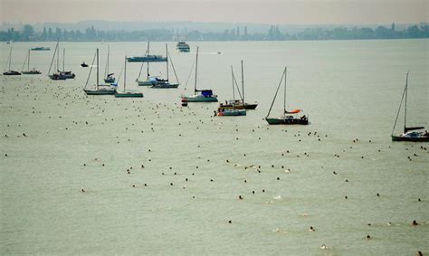 The 5.2 km event in lake balaton is held on 7 july 2012 from the port of révfülöp to the platan beach establishment in balatonboglár. Ezért lesz kihagyhatatlan az idei Balaton-átúszás - I love ...
