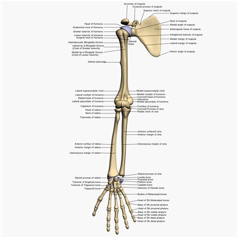 The names of arm and hand muscles provide clues to their location, function, or size. Anatomy Arm Bones 3d Model Bones Human Arm Anatomy | Arm ...