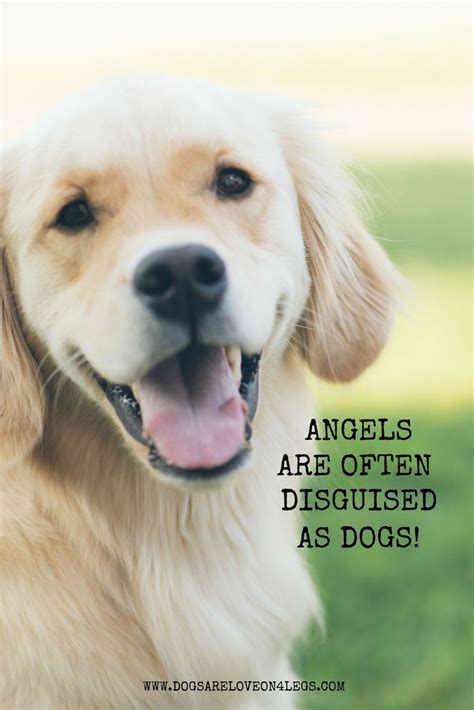 Dog Quote Angels Are Often Disguised As Dogs Dogs Dog Quotes