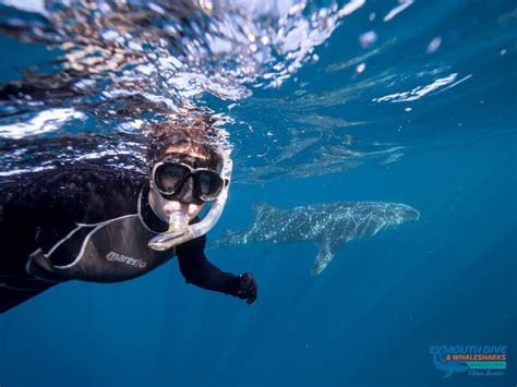 How To Scuba Dive Into An Epic Ecotourism Job Conservation Careers