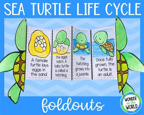 Life cycle of a sea turtle foldable activity for kids A4 and Etsy España