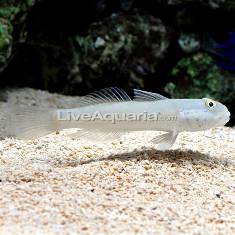 Sleeper Blue Dot Goby Saltwater Aquarium Fish For Marine Aquariums
