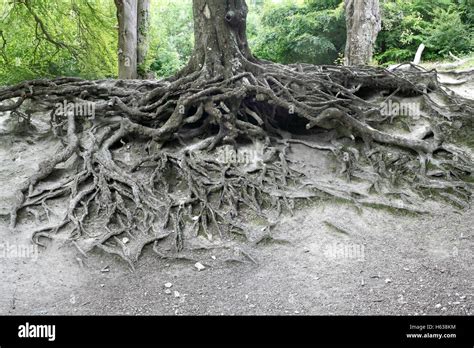 Exposed Tree Root System Hi Res Stock Photography And Images Alamy