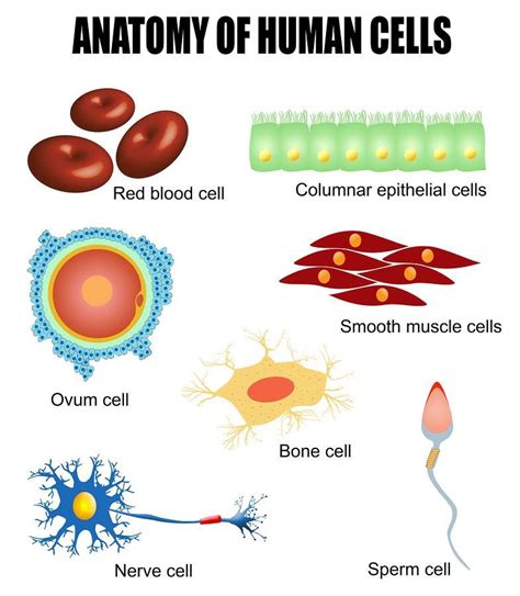 Human Cells Science Biology Science Cells Teaching Biology