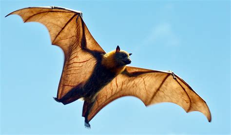 High flying outdoor fun for everyone. Amazing Wildlife In Your Backyard And Beyond! - Reptile ...