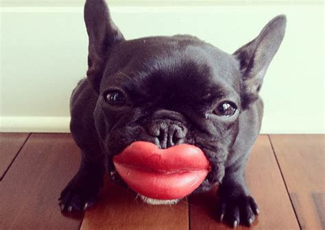 A Dog's Guide to Understanding Human Pawlidays: Valentine ...