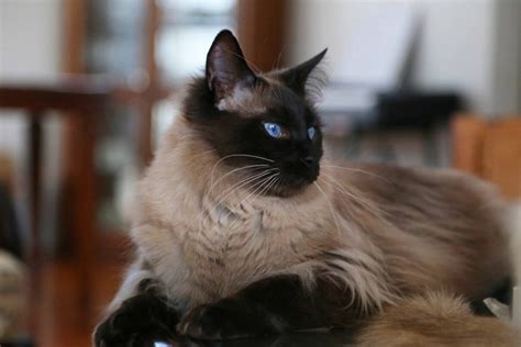 Javanese cats were created by crossing a balinese cat and a colorpoint shorthair. Balinese Cat:: Easy-to-Follow Guide and Expert's Advice