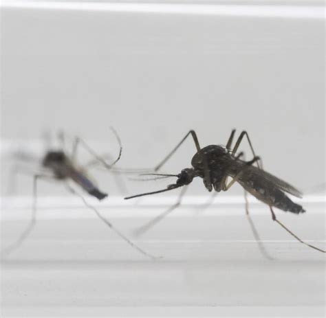 warnung wegen zika schwangere sollen reisen nach miami vermeiden welt