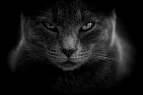 Cat Moody Angry Close Up Black And White Cat Eyes Grey Cat Meme
