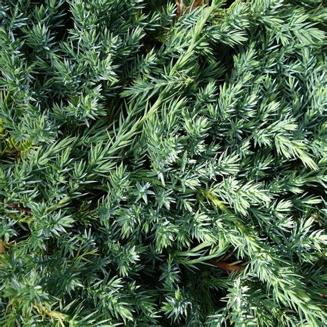 They prefer full sun and will grow quickly in those conditions, but windy conditions usually slow their growth down. Juniperus squamata Blue Carpet | Buy Blue Carpet Juniper Shrub