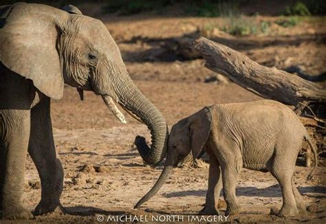 Gentle Touch Animals Animal Lover Elephant