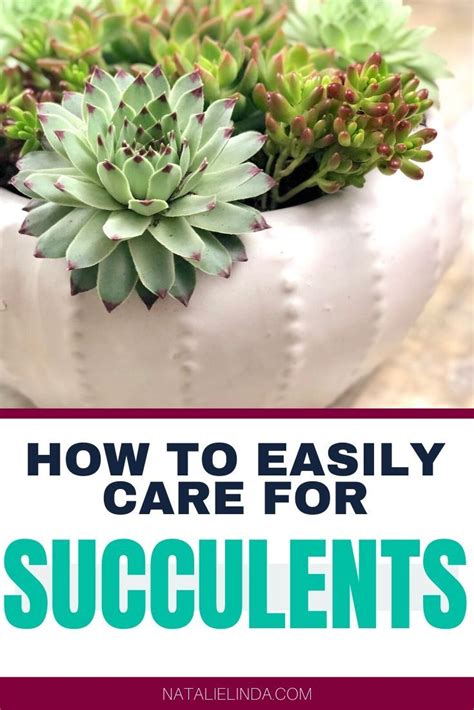 Succulents 101 How To Care For Succulents So They Can Thrive Natalie
