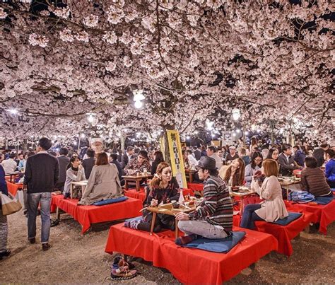 Crowds Enjoy The Spring Cherry Blossoms In Maruyama Park 10 Reasons