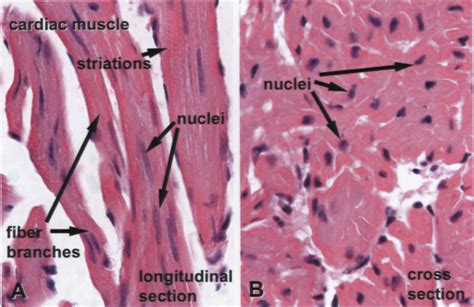 Cardiac muscle. A. Longitud inal section of cardiac muscle. Cells are