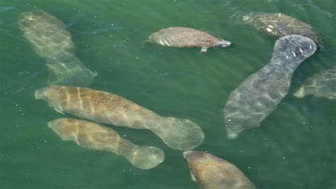 Florida Manatees 5 Facts You Probably Didnt Know