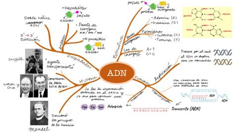 Mapa Mental Adn Pdf