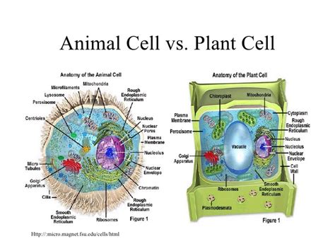 Animal cell vs bacterial cells. CELL STRUCRURE
