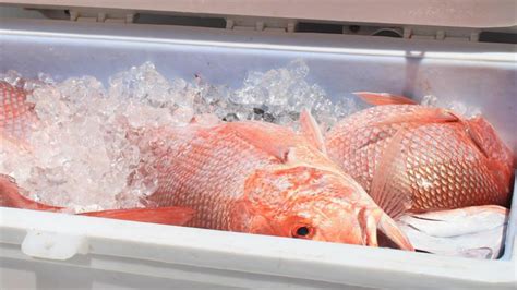 Ciguatera Poisoning From Red Snapper In Coastal Areas Food Safety