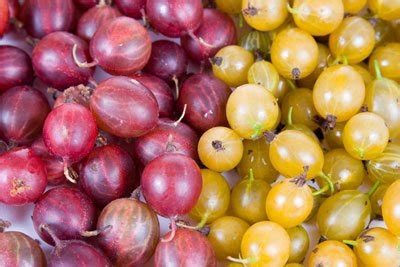Stachelbeeren reifen nicht auf einmal. Stachelbeeren pflanzen - So wird's gemacht