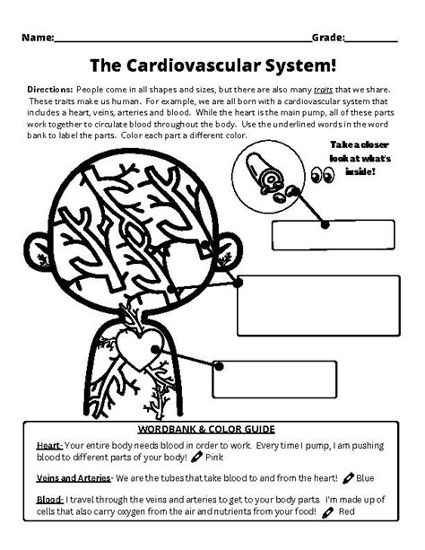 Cardiovascularcirculatory System Worksheet Grades 3 5 Classful