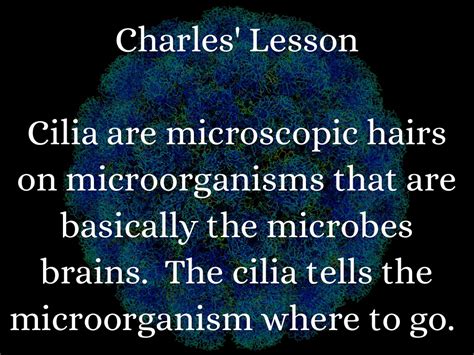 Microorganisms By Kayla Hughes