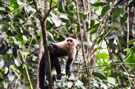Capuchin Monkey Primate In Arenal Volcano Area Costa Rica Central