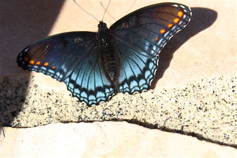Red Spotted Purple Butterfly In Texas Purple Butterfly Nature Butterfly