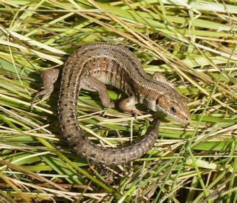 These Lizards Are Roaming Free In The Irish Countryside · Thejournalie