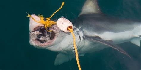 Sep 21, 2014 · yes, all the sharks have tongues but they are different than humans. They have large teeth, but do sharks have tongues? - Shark ...