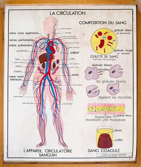 Anatomie Corps Humain Vintage Affiche Scolaire Double Etsy France