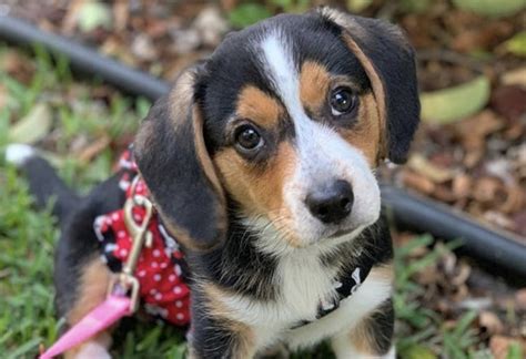 77 Beagle Mix Breeds L2sanpiero