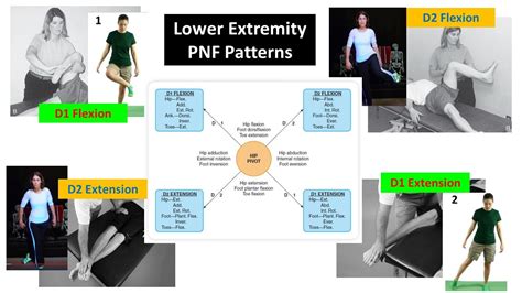 Pnf Patterns D1 D2 Lower Extremity Summary Physical Therapy