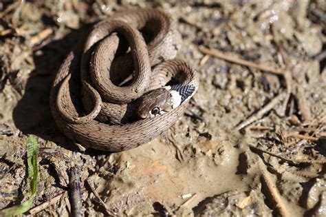 Serpiente Animales Reptil Foto Gratis En Pixabay Pixabay