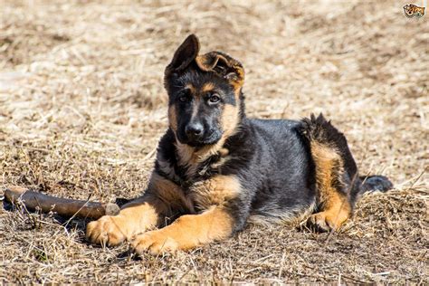 German Shepherd Dog Breed Facts Highlights And Buying