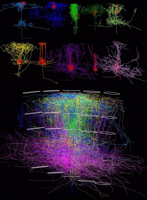 3d Reconstruction Of Neuronal Networks Uncovers Hidden Organizational