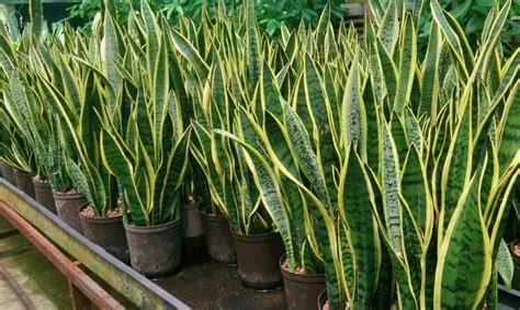 Apa itu pokok lidah jin? POKOK LIDAH JIN, BUAT RUMAH ANDA KURANG BERHABUK - TCER.MY