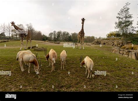 Several Different Sized Giraffes And Goats In A Wide Area In Dublin Zoo