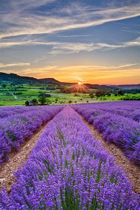 Sunsetlavender Fields France Beautiful Nature Lavender Fields