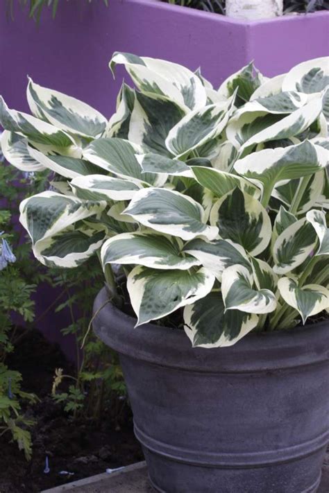 Hosta Growing And Care Tips Hgtv