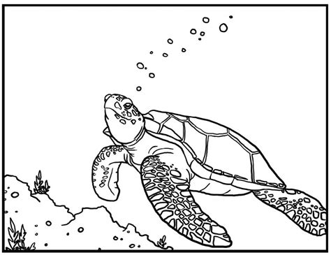 printable sea turtle coloring pages  kids