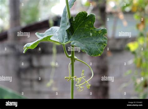 Climbing Gourd Hi Res Stock Photography And Images Alamy