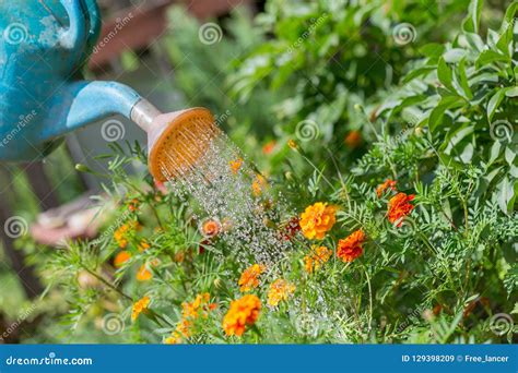 Pouring Water To The Flowers In The Garden With Watering Can Stock