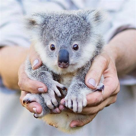 Love Our Koala🐨 On Instagram “cute Or Not 😍 Follow Us Koalaslover